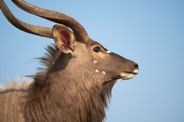 Portrait of a Nyala at a waterhole in South Africa