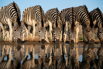 A herd of zebras at a water hole © Tony Campbell