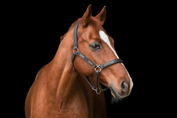 Fototapeta premium Portrait Pferd vor schwarzem Hintergrund