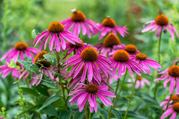 Obraz premium Purple Coneflowers Growing In The Native Plant Garden