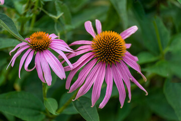 Obraz premium Purple Coneflowers Growing In The Native Plant Garden
