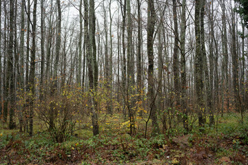 Fototapeta premium trees in the forest in turkey