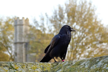 Common raven (Corvus corax) at the Tower of London, in London, England, in autumn