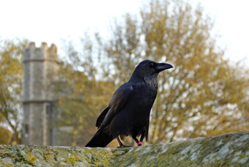 Common raven (Corvus corax) at the Tower of London, in London, England, in autumn