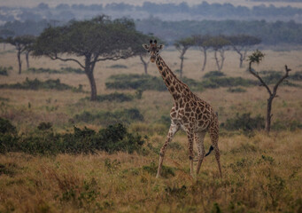 A Giraffe in Kenya, Africa