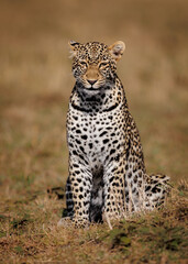 Fototapeta na wymiar A leopard in the Maasai Mara, Africa 