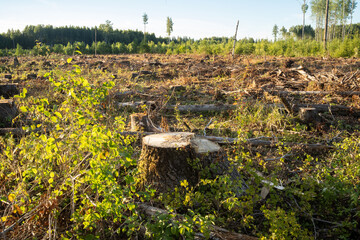Fototapeta na wymiar A tree stump on a freshly logged clear-cut area in summery Southern Estonia, Europe
