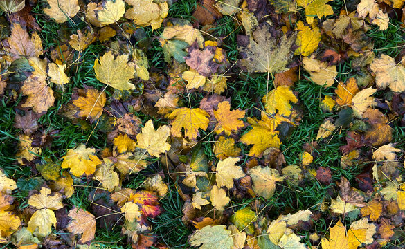 Foglie secche tappeto colorato