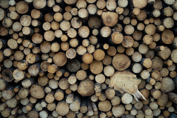 A texture of a pile of freshly cut conifer logs in Estonia, Northern Europe