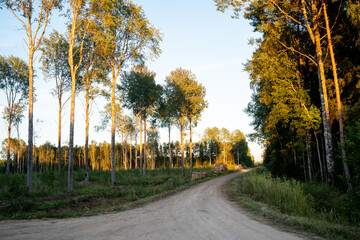 Obraz premium A gravel road in the middle of a forest and clear-cut area on a summer evening in Southern Estonia, Europe