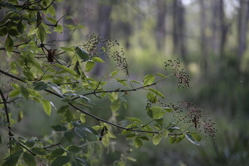 Gałąź drzewa © PtaQ100