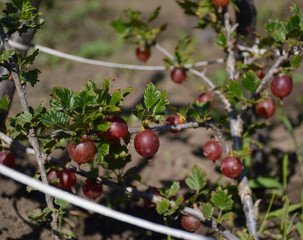 Fresh ripe berries on a branch of a gooseberry bush in the garden. Close-up of red gooseberries hanging on a branch next to the leaves