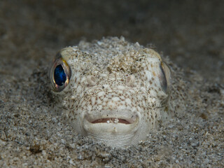 Yellow spotted pufferfish buried in the sand 