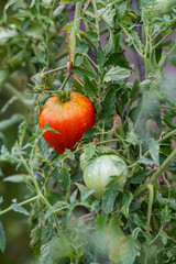 Organic tomatoes in the garden