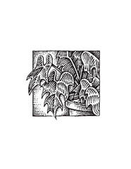 illustration of house plant