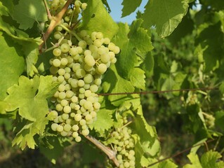 Bunches of fresh grapes growing in vineyard on sunny day