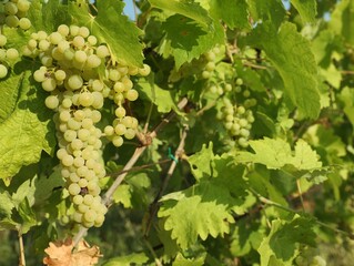 Bunches of fresh grapes growing in vineyard on sunny day