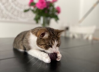 cat and flowers