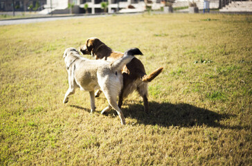 Obraz premium dog
