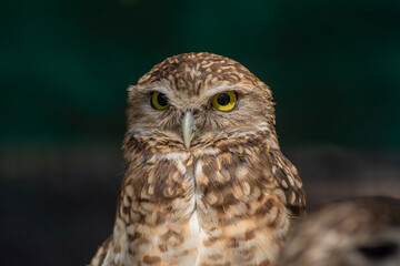 Owl closeup on black background