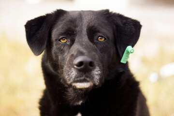 Fototapeta premium dog