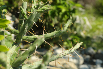 Beautiful cactus with big thorns growing outdoors, closeup