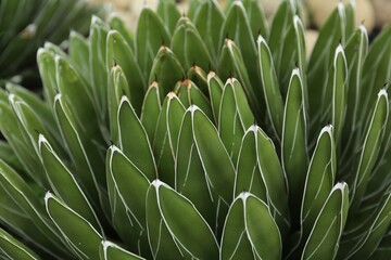 Obraz premium Beautiful green agave growing outdoors, closeup. Succulent plant