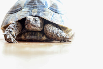 turtle isolated on white