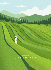 Green tea plantation landscape. Rural farmland fields, Terraced farmer, hills with greenery and mountain on horizon. agriculture background. Simple graphic. Trendy flat design. Vector illustration. - 551637254