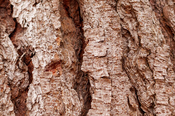 Weathered wrinkled bark of an old pine tree