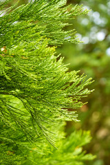 Fresh evergreen foliage of thuja tree