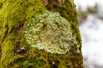 Lichen and green moss on the bark of a tree trunk