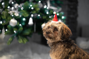 Bolonka Hund mit Weihnachtsmütze mit Bokeh von einem Weihnachtsbaum als Hintergrund