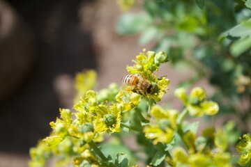 bee on a flower of Ruda