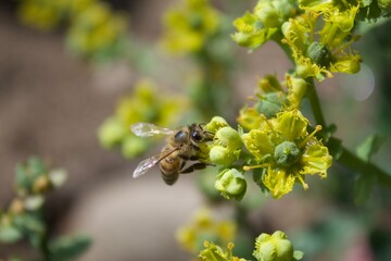 bee on a flower of Ruda