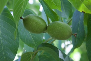 green nuts on tree