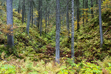 Fototapeta premium An old-growth forest growing in a valley in Northern Finland near Kuopio 