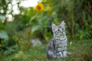 Little gray scared kitten for the first time on the street.