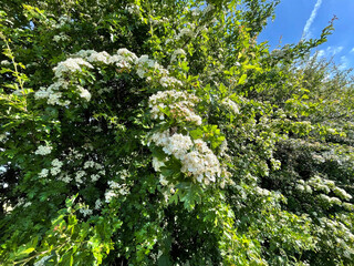 Wild flowers, set amongst old trees, on a sunny day near, Leeds, UK