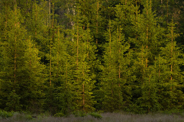 A managed young Norway spruce forest on a summer evening in Estonia, Northern Europe