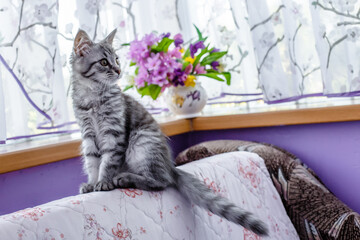 little beautiful striped kitten on couch against background of window. Grey cat mei kun with...