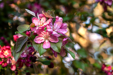Fototapeta na wymiar Branch of blooming tree. Pink flowers, close up photo of spring blossom.
