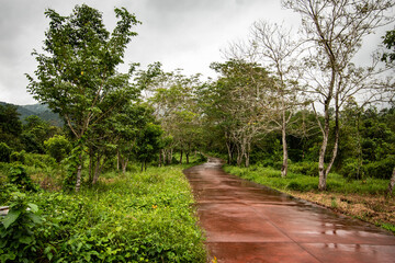 path in the forest