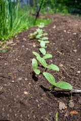 Ecology concept. new life. Plant coming out from the soil. Selected focus