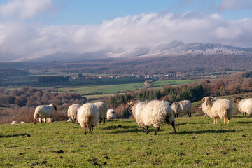 Latxa sheep grazing in winter in the Navarre Pyrenees. Auritz-Burguete