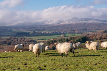 Fototapeta premium Latxa sheep grazing in winter in the Navarre Pyrenees. Auritz-Burguete