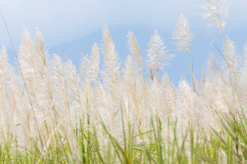 Close up view of sugar cane flowers