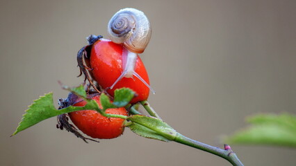 snail