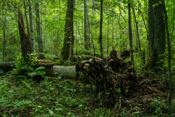 Fototapeta premium A lush old-growth deciduous forest with a lot of deadwood on a summer day in Northern Latvia