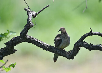 Dove on Branch